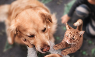 THÔNG BÁO VỀ CÔNG THỨC VÀ BAO BÌ MỚI CỦA NUTRI-PLUS GEL